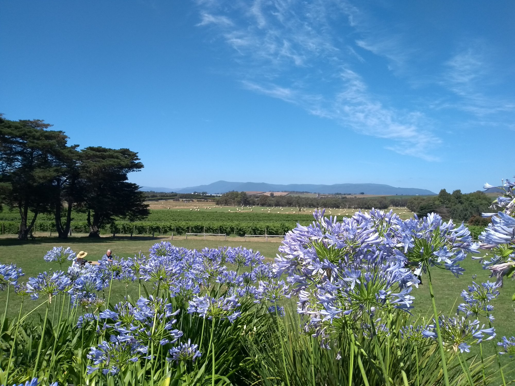 Agapanthus flowers with vineyard views