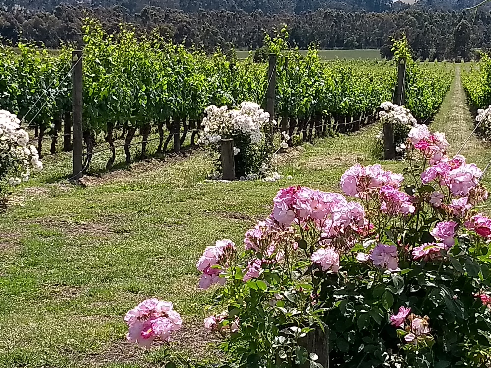Roses along the vine rows
