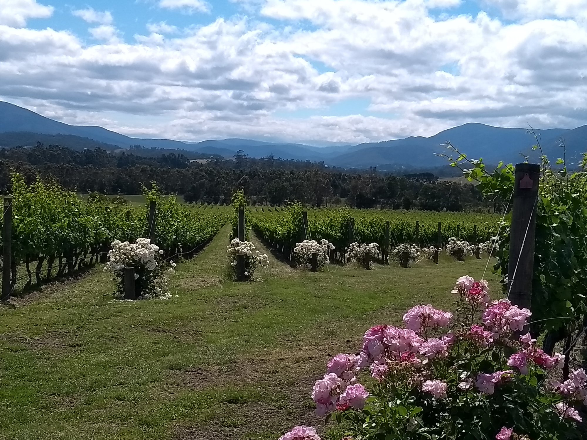 Roses and vines with mountain backdrop